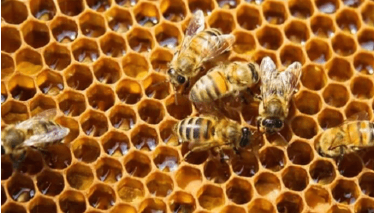 Mơ thấy ong và tổ ong là điềm báo tốt hay xấu, đánh đề con gì trúng?